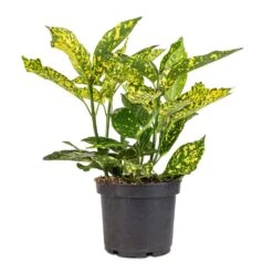 Aucuba Japonica Variegata - Gold Dust Plant -Indoor Plants Store Aucuba japonica Variegata Gold Dust Plant