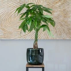 Babet Plant Pot - Pine -Indoor Plants Store Babet Pine 2