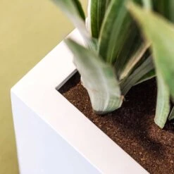 Balcony Planter - Matt White 10 Balcony Planter - Matt White -Indoor Plants Store Balcony Planter Matt White Close Up