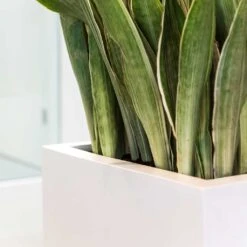 Balcony Planter - Matt White 12 Balcony Planter - Matt White -Indoor Plants Store Balcony Planter Matt White Sansevieria