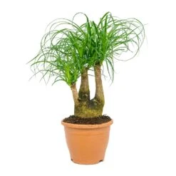Beaucarnea - Pony Tail Palm - Branched -Indoor Plants Store Beaucarnea Pony Tail Palm Branched 23x60cm