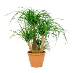 Beaucarnea - Pony Tail Palm - Branched -Indoor Plants Store Beaucarnea Pony Tail Palm Branched 26x75cm