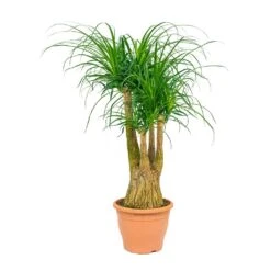 Beaucarnea - Pony Tail Palm - Branched -Indoor Plants Store Beaucarnea Pony Tail Palm Branched 29x90cm