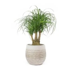Beaucarnea - Pony Tail Palm - Branched -Indoor Plants Store Beaucarnea Pony Tail Palm Branched Merin Sand Plant Pot 51433ca5 3fd9 47ab 9577 d3ad18ee5fcc