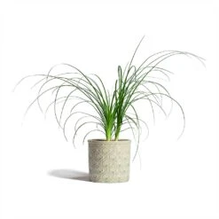 Beaucarnea - Pony Tail Palm - Head 20 Beaucarnea - Pony Tail Palm - Head -Indoor Plants Store Beaucarnea Pony Tail Palm Head 12x45cm Venetian Plant Pot Grey 16x14cm