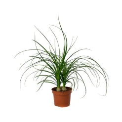 Beaucarnea - Pony Tail Palm - Head 24 Beaucarnea - Pony Tail Palm - Head -Indoor Plants Store Beaucarnea Pony Tail Palm Head