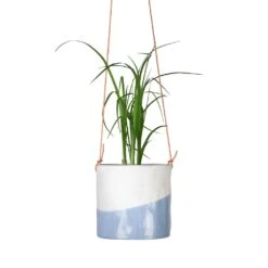 Beaucarnea - Pony Tail Palm - Head 17 Beaucarnea - Pony Tail Palm - Head -Indoor Plants Store Beaucarnea Pony Tail Palm Head 9x30cm Dip Hanging Indoor Pot 12x12cm