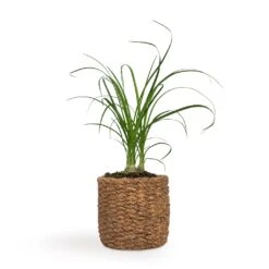 Beaucarnea - Pony Tail Palm - Head 19 Beaucarnea - Pony Tail Palm - Head -Indoor Plants Store Beaucarnea Pony Tail Palm Head 9x30cm Gina Plant Pot Natural 12x11cm