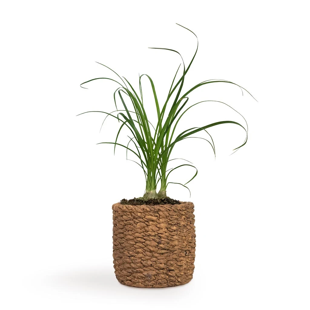 Beaucarnea - Pony Tail Palm - Head 8 Beaucarnea - Pony Tail Palm - Head - Image 6