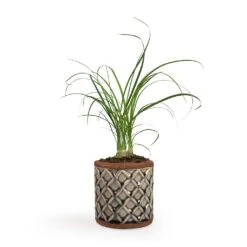Beaucarnea - Pony Tail Palm - Head 18 Beaucarnea - Pony Tail Palm - Head -Indoor Plants Store Beaucarnea Pony Tail Palm Head 9x30cm Liam Plant Pot Grey 11x11cm