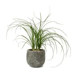 Beaucarnea - Pony Tail Palm - Head 21 Beaucarnea - Pony Tail Palm - Head -Indoor Plants Store Beaucarnea Pony Tail Palm Head Amber Earth Plant Pot