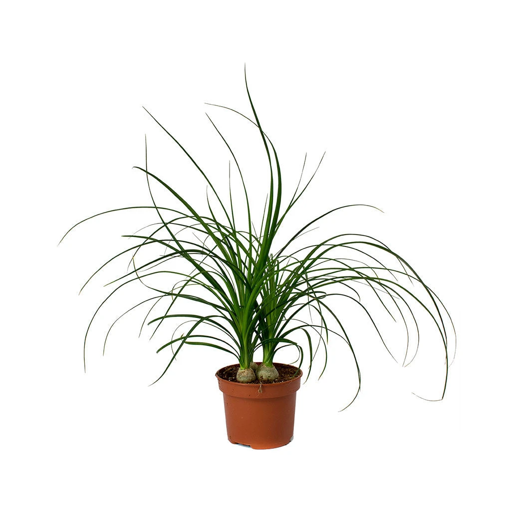 Beaucarnea - Pony Tail Palm - Head 13 Beaucarnea - Pony Tail Palm - Head - Image 11