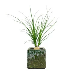 Beaucarnea - Pony Tail Palm - Orb -Indoor Plants Store Beaucarnea Pony Tail Palm Orb Lava Cube Relic Planter Jade 2acf75ca d454 4cd6 afa4 9df339f535cd