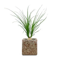Beaucarnea - Pony Tail Palm - Orb -Indoor Plants Store Beaucarnea Pony Tail Palm Orb Lava Cube Relic Planter Pink 474575ea b3e7 41a6 8aab 6cb017deb643