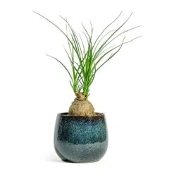Beaucarnea - Pony Tail Palm - Orb -Indoor Plants Store Beaucarnea Pony Tail Palm Orb Odile Plant Pot Moss 2bd8b98d daeb 4b56 858a 0f9118d58af2