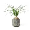 Beaucarnea - Pony Tail Palm - Orb -Indoor Plants Store Beaucarnea Pony Tail Palm Orb Saar Plant Pot Earth Cement