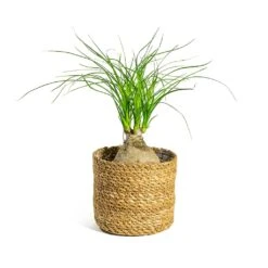 Beaucarnea - Pony Tail Palm - Orb -Indoor Plants Store Beaucarnea Pony Tail Palm Orb Stef Plant Baskets Set of 5 Natural