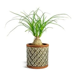 Beaucarnea - Pony Tail Palm - Orb -Indoor Plants Store Beaucarnea Pony Tail Palm Orb liam grey plant pot 4233c5cf da52 4d38 83e5 c3f65691695a