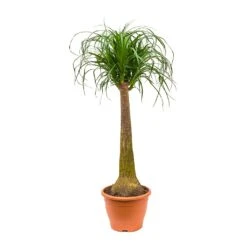 Beaucarnea - Pony Tail Palm - Single Stem 31 Beaucarnea - Pony Tail Palm - Single Stem -Indoor Plants Store Beaucarnea Pony Tail Palm Single Stem 100cm