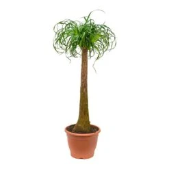 Beaucarnea - Pony Tail Palm - Single Stem 32 Beaucarnea - Pony Tail Palm - Single Stem -Indoor Plants Store Beaucarnea Pony Tail Palm Single Stem 125cm