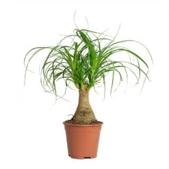 Beaucarnea - Pony Tail Palm - Single Stem 27 Beaucarnea - Pony Tail Palm - Single Stem -Indoor Plants Store Beaucarnea Pony Tail Palm Single Stem 14x35cm