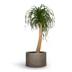 Beaucarnea - Pony Tail Palm - Single Stem 29 Beaucarnea - Pony Tail Palm - Single Stem -Indoor Plants Store Beaucarnea Pony Tail Palm Single Stem 30x125cm Grigio Cylinder Planter Natural Concrete 48x32cm 71043c72 6bae 4523 b890 9e1e6cb57d62