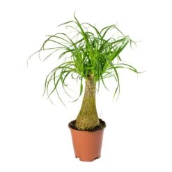 Beaucarnea - Pony Tail Palm - Single Stem 28 Beaucarnea - Pony Tail Palm - Single Stem -Indoor Plants Store Beaucarnea Pony Tail Palm Single Stem 45cm