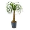 Beaucarnea - Pony Tail Palm - Single Stem - HydroCare 1 Beaucarnea - Pony Tail Palm - Single Stem - HydroCare -Indoor Plants Store Beaucarnea Pony Tail Palm Single Stem Hydroculture Indoor Plant Large
