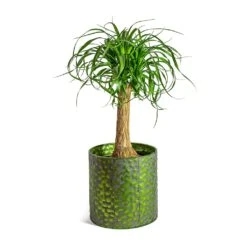 Beaucarnea - Pony Tail Palm - Single Stem 22 Beaucarnea - Pony Tail Palm - Single Stem -Indoor Plants Store Beaucarnea Pony Tail Palm Single Stem Jiro Metal Plant Pots Set of 6 Green