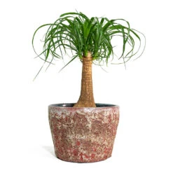 Lava Couple Straight Relic Planter - Pink 20 Lava Couple Straight Relic Planter - Pink -Indoor Plants Store Beaucarnea Pony Tail Palm Single Stem Lava Couple Straight Relic Planter Pink