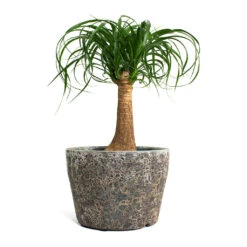 Beaucarnea - Pony Tail Palm - Single Stem