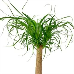 Beaucarnea - Pony Tail Palm - Single Stem 33 Beaucarnea - Pony Tail Palm - Single Stem -Indoor Plants Store Beaucarnea Pony Tail Palm Single Stem Leaves