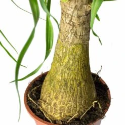 Beaucarnea - Pony Tail Palm - Single Stem 34 Beaucarnea - Pony Tail Palm - Single Stem -Indoor Plants Store Beaucarnea Pony Tail Palm Single Stem Trunk 45cm