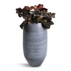 Esra Plant Vase - Mystic Grey 14 Esra Plant Vase - Mystic Grey -Indoor Plants Store Begonia BD Rex Anne Begonia 12x20cm Esra Plant Vase Graphite 20x35cm