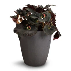 Gerben Plant Pot - Black Washed -Indoor Plants Store Begonia BD Rex Anne Begonia 12x20cm Gerben Black 1