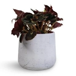 Patt Plant Pot - White Washed -Indoor Plants Store Begonia BD Rex Anne Begonia 12x20cm Patt Plant Pot White Washed 16x14cm