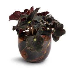 Begonia BD Rex - Anne Begonia -Indoor Plants Store Begonia BD Rex Anne Begonia 12x20cm Vive Metal Plant Pots Set3 Lava smallest 7a573a10 09ec 4f99 b0ea c11400699662