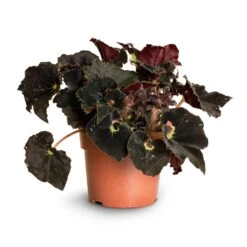 Begonia BD Rex - Anne Begonia -Indoor Plants Store Begonia Rex Anne