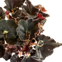 Begonia BD Rex - Anne Begonia -Indoor Plants Store Begonia Rex Anne Close Up