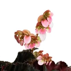 Begonia BD Rex - Anne Begonia -Indoor Plants Store Begonia Rex Anne Flower 2