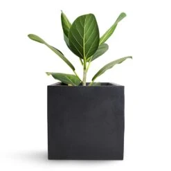 Fleur Natural Planter - Black -Indoor Plants Store Bengal Fig Fleur Natural Planter Black 20x20x20cm