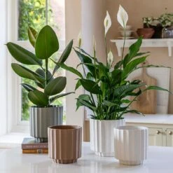 Bourton Scalloped Plant Pot - Clay -Indoor Plants Store BourtonScallopedPlantPot Ivory 18x18cm