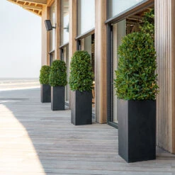 Bouvy Natural Planter - Black -Indoor Plants Store Bouvy Natural Planter Black Lifestyle 3