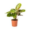 Calathea Flamestar -Indoor Plants Store Calathea Flamestar