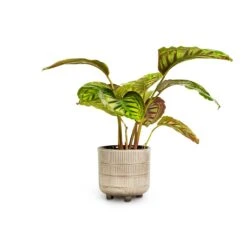 Calathea Flamestar -Indoor Plants Store Calathea Flamestar 14x45cm Denise Plant Pot Off White 17x17cm