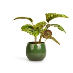 Calathea Flamestar -Indoor Plants Store Calathea Flamestar 14x45cm Mischa Plant Pot Forest Green 22x18cm
