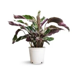 Calathea Fusion White -Indoor Plants Store Calathea Fusion White 14x35cm