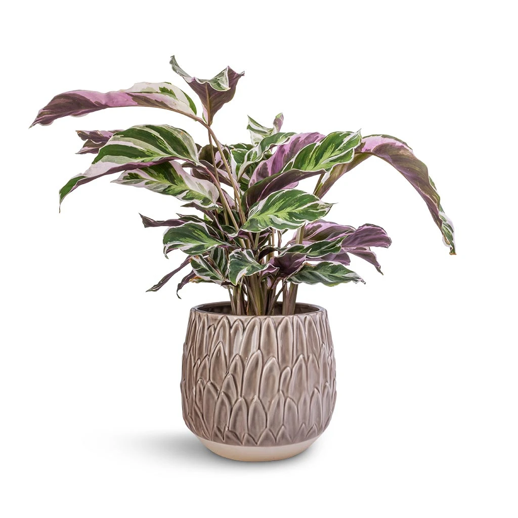 Arles Leaf Plant Pot - Mocha 7 Arles Leaf Plant Pot - Mocha - Image 5
