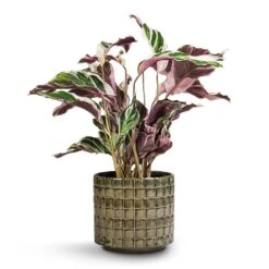Calathea Fusion White -Indoor Plants Store Calathea Fusion White 14x35cm Stian Plant Pot Moss Green 18x17cm