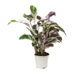 Calathea Fusion White -Indoor Plants Store Calathea Fusion White